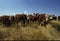 Herd of Range Cattle