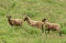 A herd of rare breed Manx Loaghtan Sheep Ovis aries grazing on a herb covered hillside.