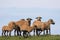 Herd of rare cameroon sheep against the sky