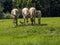 herd of rare Equus hemionus onager, Persian wild ass, graze on green grass