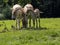 herd of rare Equus hemionus onager, Persian wild ass, graze on green grass