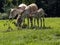 herd of rare Equus hemionus onager, Persian wild ass, graze on green grass