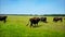 Herd of Re-constructed Aurochs Oxen in Hortobagy, Hungary