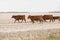 Herd of red angus cows