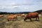 Herd of red cows in a Pyrenean landscape