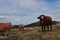 Herd of red cows in a Pyrenean landscape