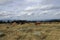 Herd of red cows in a Pyrenean landscape