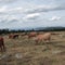 Herd of red cows in a Pyrenean landscape