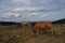 Herd of red cows in a Pyrenean landscape