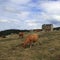 Herd of red cows and shepherd`s cabin in a Pyrenees