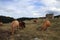 Herd of red cows and shepherd`s cabin in a Pyrenees