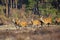 Herd of Red Deer does or hinds Cervus elaphus walking out of a f