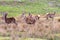A herd of red deer seen in a Scottish meadow in a clearing amon