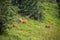 Herd of red deer stags with growing new antlers looking behind in mountains