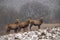 Herd of red deer stags in winter with antlers