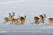 Herd of red deer in winter