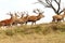 Herd of red deers on the hill