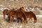 A herd of red horses graze on a winter pasture in the Altai mountains