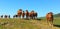 Herd of Red Limousin cattle female cow cows livestock