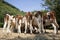 A herd red and white heifers, montbeliarde, in a row.