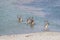 Herd of reindeer crossing water in Arctic Norway