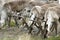 A herd of reindeer in Norwegian Lapland