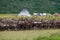 A herd of reindeer passes a Khanty-reindeer herders camp. Yamal, Russia