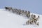 Herd of reindeer running around the mountain winter day