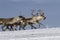 Herd of reindeer running on tundra