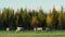 Herd of Reindeers grazing on the green field in Lapland, Finland.