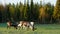 Herd of reindeers grazing on the green field in Lapland, Finland.