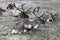 Herd of reindeers resting on the ground