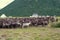 Herd of reindeers at a settlement of nomads reindeer breeders. Yamal