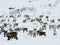 Herd of reindeers in a snowy landscape of Norway