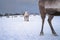 Herd of reindeers in winter