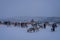 Herd of reindeers in winter Sami camp