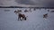 Herd of reindeers in winter Sami camp