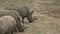 A herd of rhinoceros eating green grass Ceratotherium simum simum