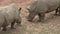 A herd of rhinoceros eating green grass Ceratotherium simum simum