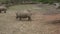 A herd of rhinoceros eating green grass Ceratotherium simum simum