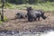 Herd of Rhinocerous on muddy riverbank