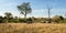 Herd of rhinos, rhinoceros kruger park, South africa wildlife