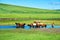 The herd in river of the summer grassland of Hulunbuir