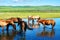 The herd in river of the summer grassland of Hulunbuir