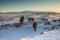 A herd of roaming Icelandic horses in the wintertime