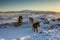 A herd of roaming Icelandic horses in the wintertime