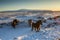 A herd of roaming Icelandic horses in the wintertime