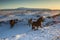 A herd of roaming Icelandic horses in the wintertime