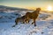 A herd of roaming Icelandic horses in the wintertime