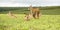 Herd of Roan Antelope on the Hills of Nyika Plateau